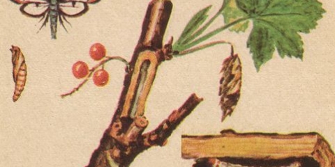 Staklena kutija na ribizlu: mjere kontrole, fotografija